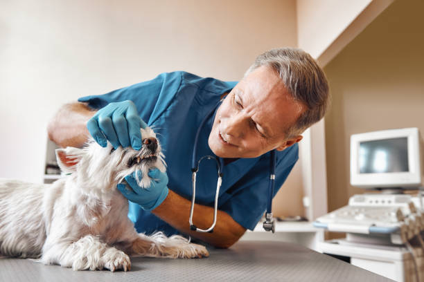 Best 24-Hour Emergency Dentist in Eming Island, FL